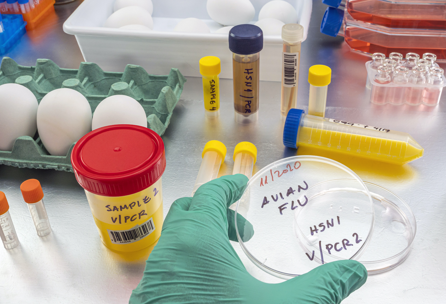 scientific-sampling-of-eggs-in-poor-condition-ana-2021-08-30-18-58-30-utc.jpg
